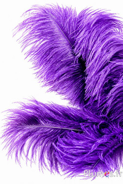 Struzzo - 30-40 cm - grigi naturale-viola